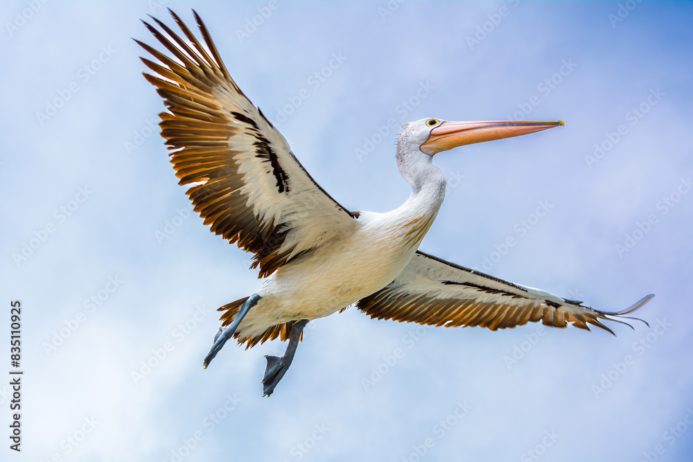 Obraz premium Closeup of pelican in flight against blue sky