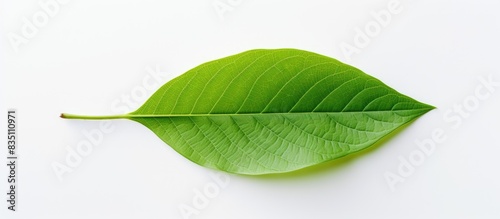 Image of a leaf with an emp...