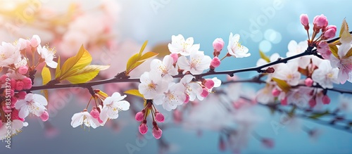 Nature blossoms with colorful spring flowers against a serene backdrop, offering copy space image.