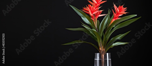 Guzmania lingulata displayed in a vase with copy space image. photo
