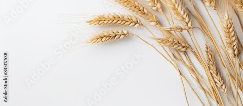 Dry spikelets rest on a white surface, adding a touch of chic to home decor. Featuring a close-up, flat lay, from above with room for text or images. with copy space image