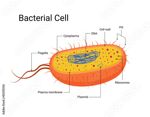 Diagram of bacterial cell structure