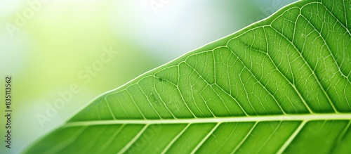 Macro view of a green leaf ...