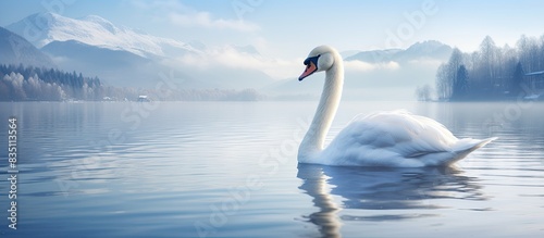 Swan floating gracefully on serene lake  surrounded by copy space image 