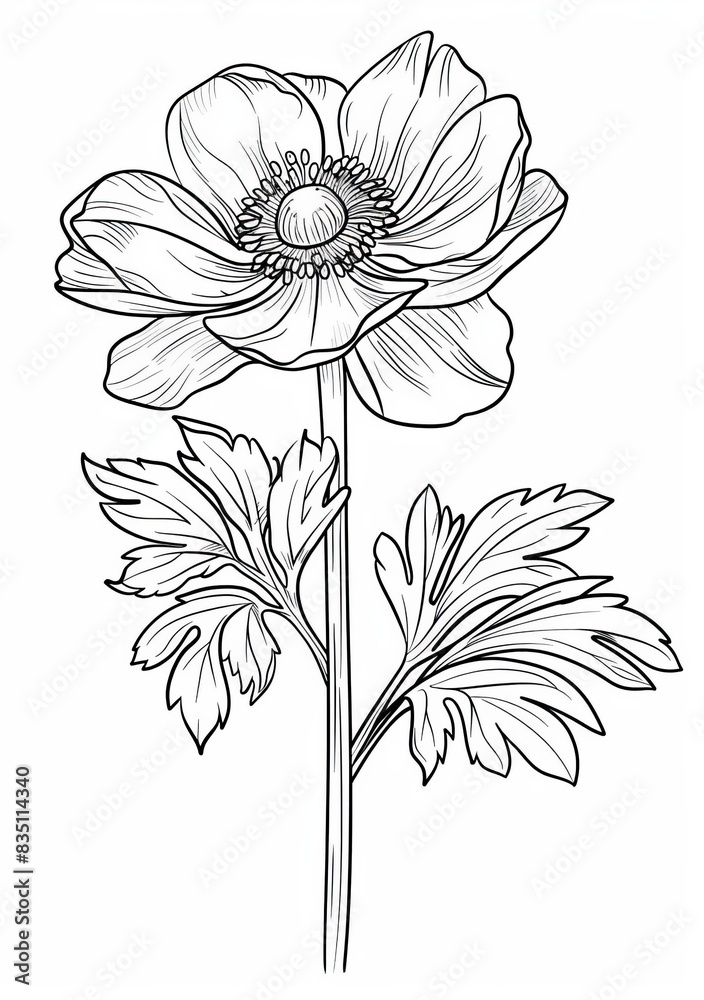 A simple and easy coloring page featuring a single anemone flower with a stem and leaves. The image is perfect for children who are learning to color or who enjoy floral designs A simple and easy coloring page featuring a single anemone flower with a stem and leaves. The image is perfect for children who are learning to color or who enjoy floral designs