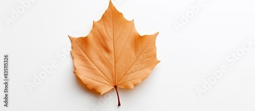 Image of a leaf with an emp...