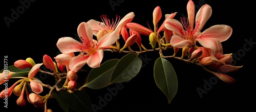 Flower of the Cerbera manghas plant, also known as sea mango, is shown in a copy space image. photo