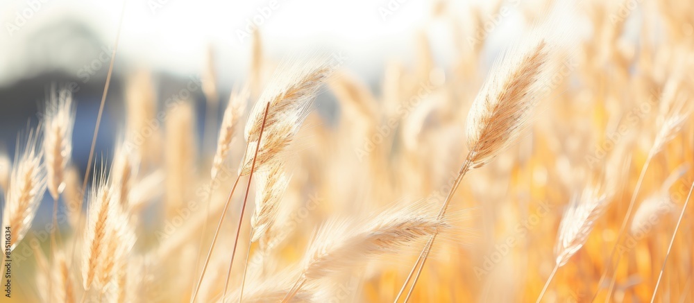 Obraz premium Blurred spikelets in the background with copy space image.