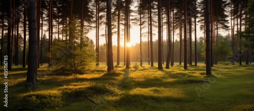 Pine forest at sunset or da...
