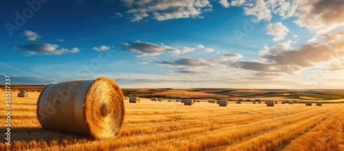 After harvesting, golden wh...