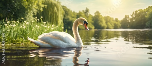 Elegant white swan indulgin...