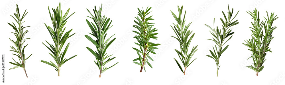 Fototapeta premium Rosemary png element set on transparent background