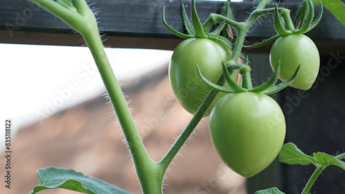 Tomato plants in greenhouse. Green tomatoes Organic farming. green tomatoes with hidroponic system. Green tomatoes hang on tree photo