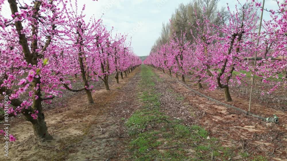 Aerial view of peach trees flourishing in Spain Aerial view of peach trees flourishing in Spain