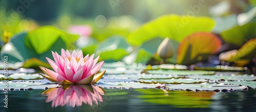 Flower of a lotus floating on the pond with copy space image. photo