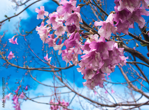 Flowers of the paulownia tree Paulownia tomentosa. The flowers are light purple, bell-shaped