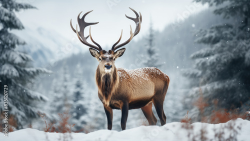 Deer in snowy forest  