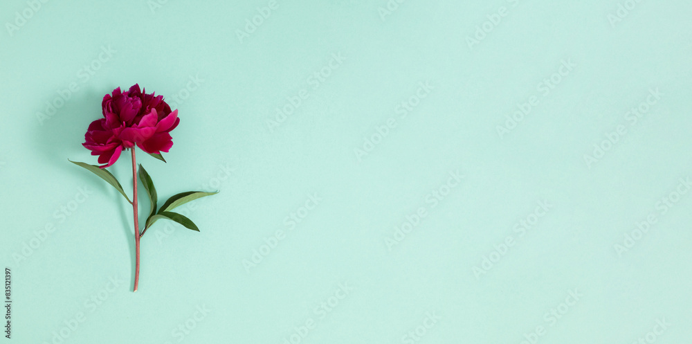 One red peony on a pastel light green background. Birthday, Wedding, Mother's Day, Valentine's day, Women's Day. Flat lay, top view, copy space, banner One red peony on a pastel light green background. Birthday, Wedding, Mother's Day, Valentine's day, Women's Day. Flat lay, top view, copy space, banner