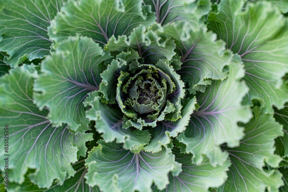 Fresh organic cabbage head growing in the garden. Growing own fruits and vegetables in a homestead. Fresh organic cabbage head growing in the garden. Growing own fruits and vegetables in a homestead.