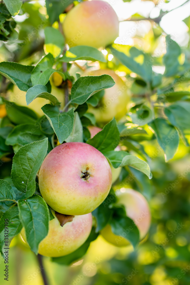 Ripening apples on apple tree branch on warm summer day. Harvesting ripe fruits in an apple orchard. Growing own fruits and vegetables in a homestead. Ripening apples on apple tree branch on warm summer day. Harvesting ripe fruits in an apple orchard. Growing own fruits and vegetables in a homestead.