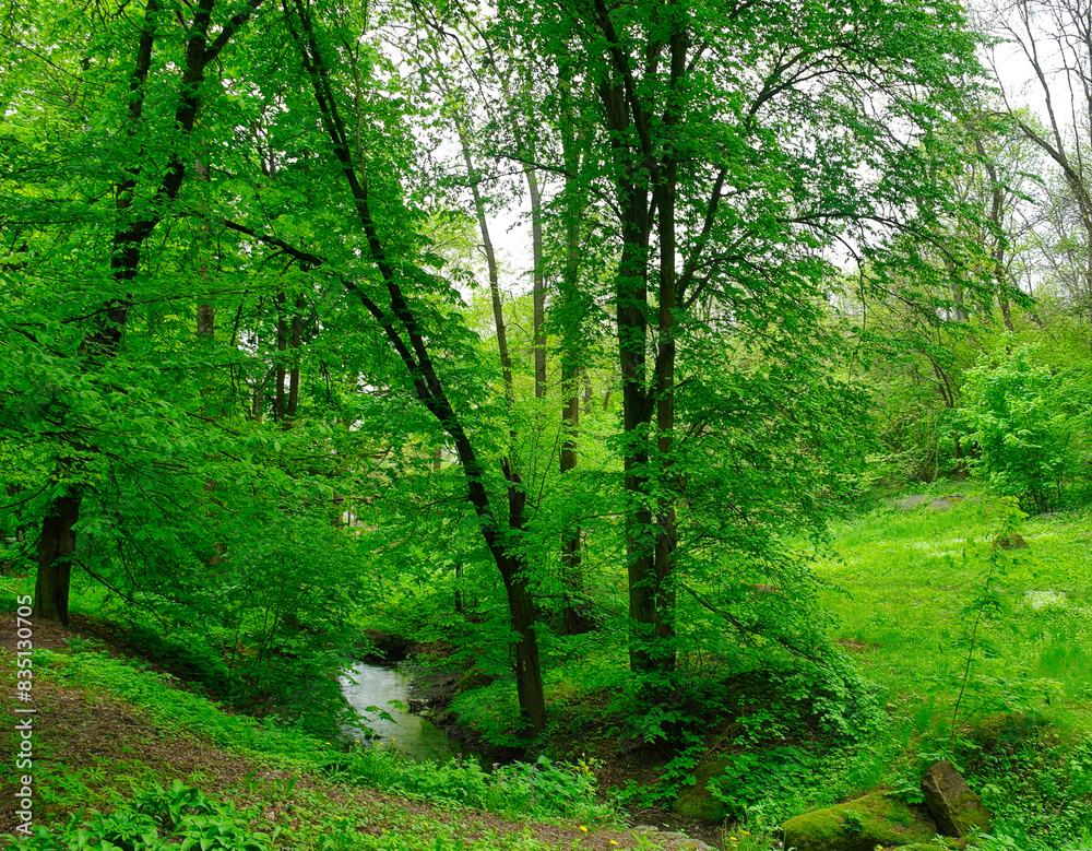 Green forest in the morning, spring in the park, path in the woods