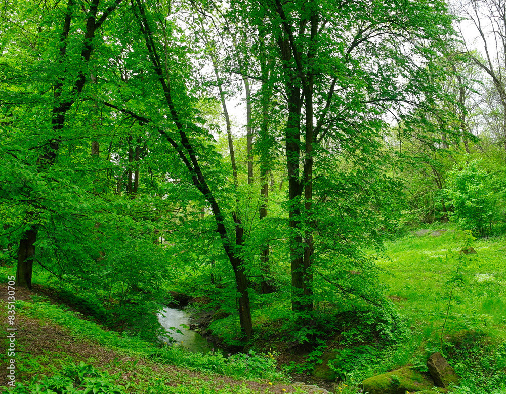 Green forest in the morning, spring in the park, path in the woods Green forest in the morning, spring in the park, path in the woods