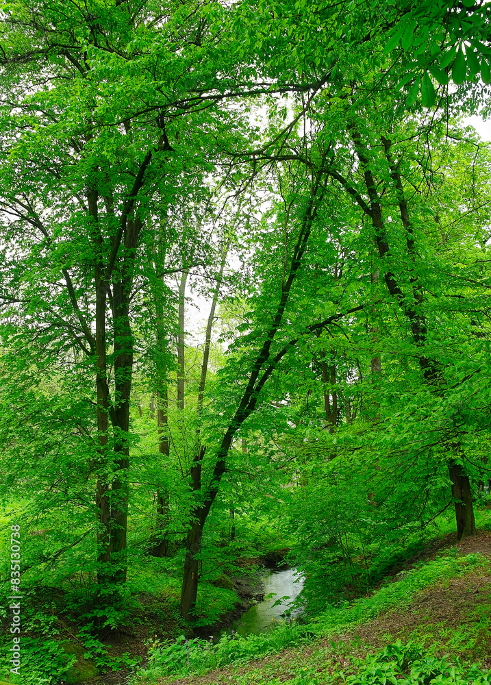 Green forest in the morning, spring in the park, path in the woods Green forest in the morning, spring in the park, path in the woods
