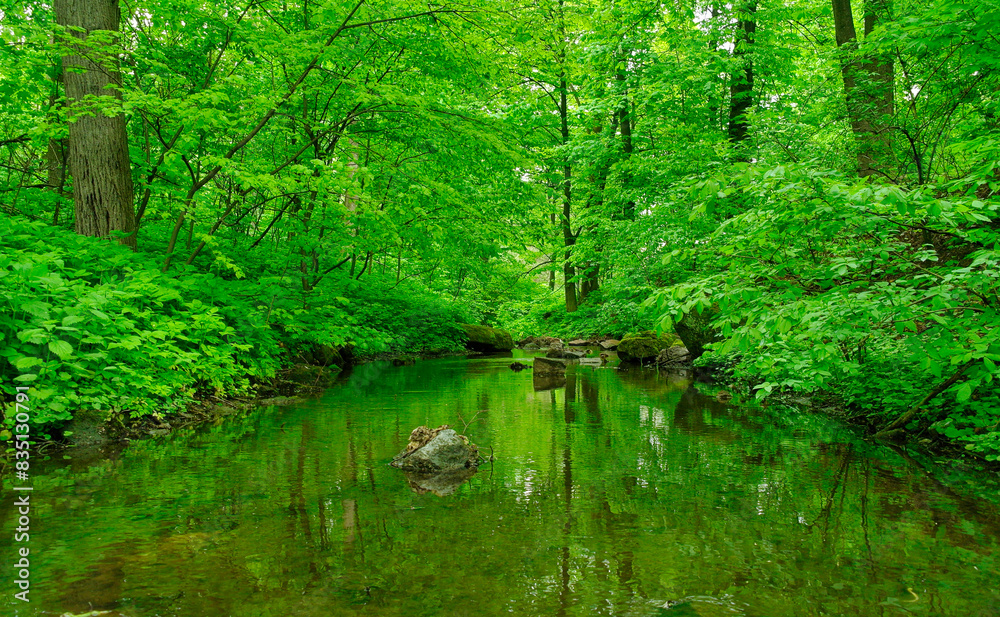 Old abandoned river or pond, a lot of green algae, swamp, environmental disaster, stream in the forest. Spring landscape Old abandoned river or pond, a lot of green algae, swamp, environmental disaster, stream in the forest. Spring landscape