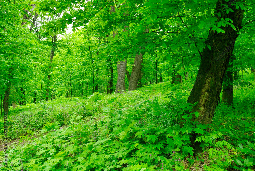 Green forest in the morning, spring in the park, path in the woods Green forest in the morning, spring in the park, path in the woods