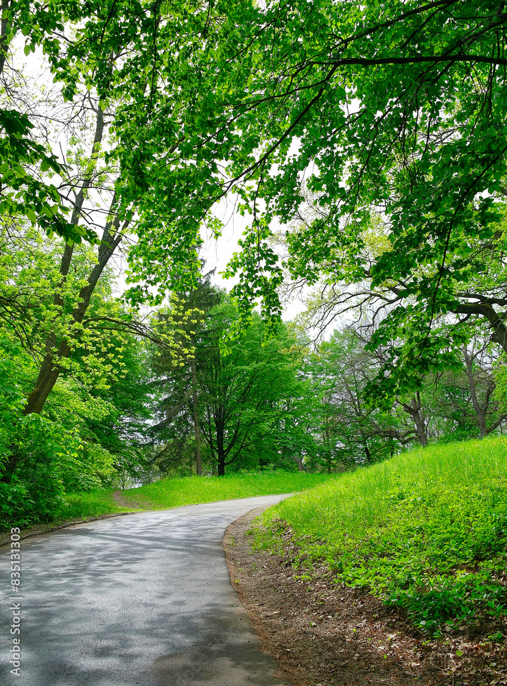 Green forest in the morning, spring in the park, path in the woods Green forest in the morning, spring in the park, path in the woods