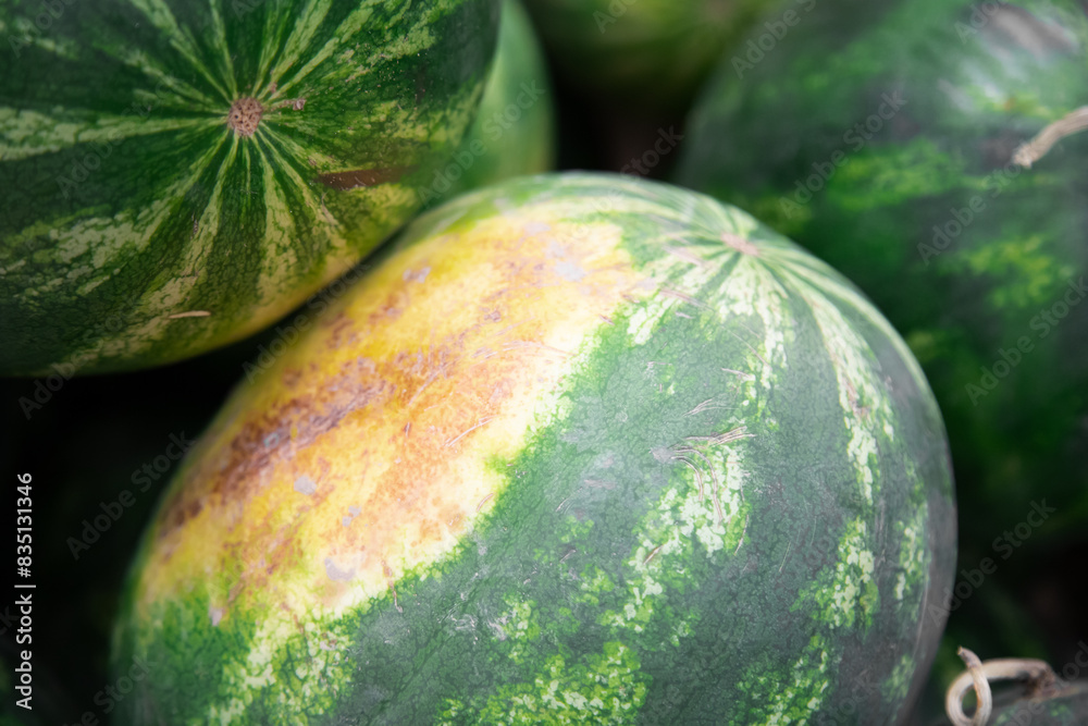 Ripe watermelon with yellow field spot indicating sweetness . Selection of ripe watermelon concept