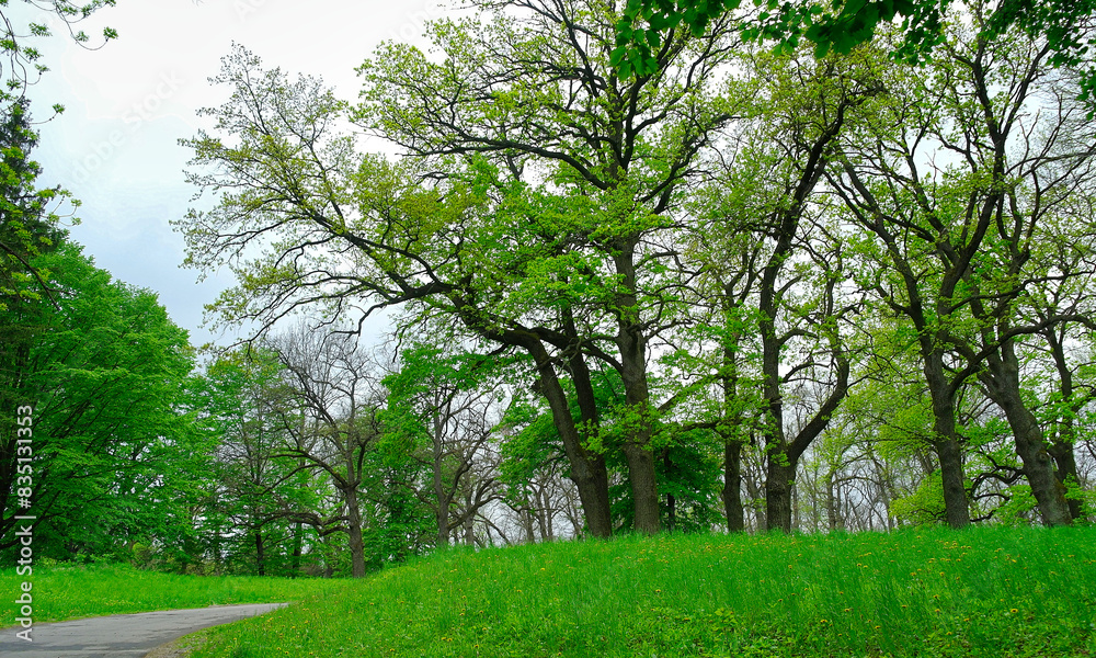 Green forest in the morning, spring in the park, path in the woods Green forest in the morning, spring in the park, path in the woods