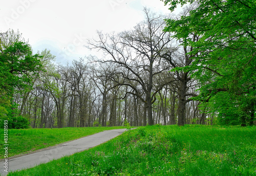 Green forest in the morning  spring in the park  path in the woods