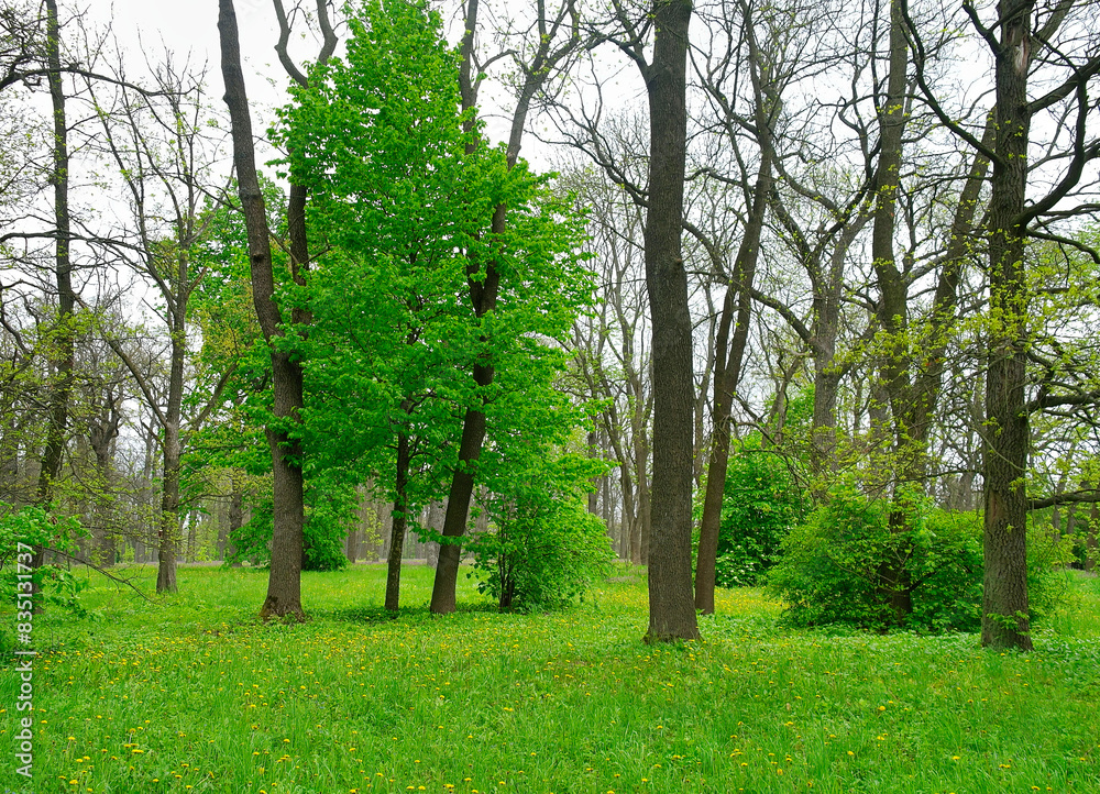 Green forest in the morning, spring in the park, path in the woods Green forest in the morning, spring in the park, path in the woods
