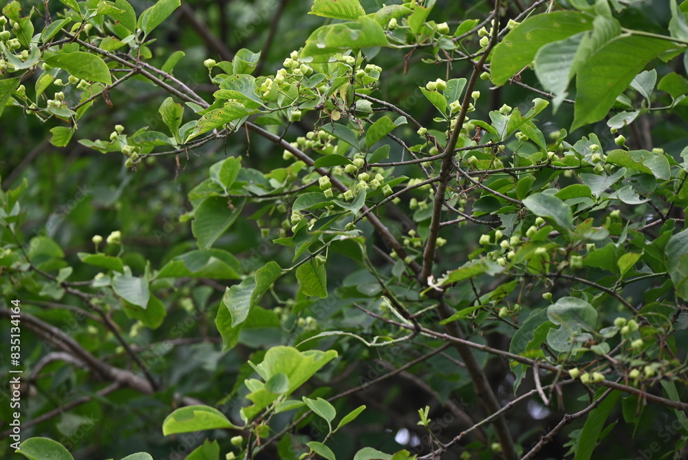 Japanese spindle tree (Euonymus sieboldianus) Young berries. Angular berries appear in summer and ripen in autumn, splitting open to reveal four red seeds. Japanese spindle tree (Euonymus sieboldianus) Young berries. Angular berries appear in summer and ripen in autumn, splitting open to reveal four red seeds.