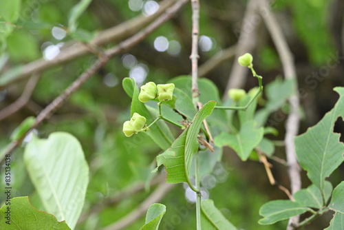 Japanese spindle tree (Euonymus sieboldianus) Young berries. Angular berries appear in summer and ripen in autumn, splitting open to reveal four red seeds. photo