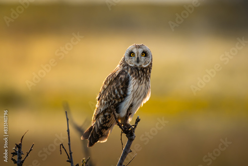 A short-eared owl (Asio flammeus) in the mezmerising golden sunrise, seen from the side looking into the camera