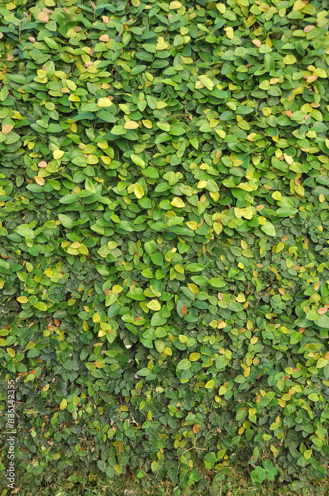 parede verde natural com trepadeira unha de gato parede verde natural com trepadeira unha de gato