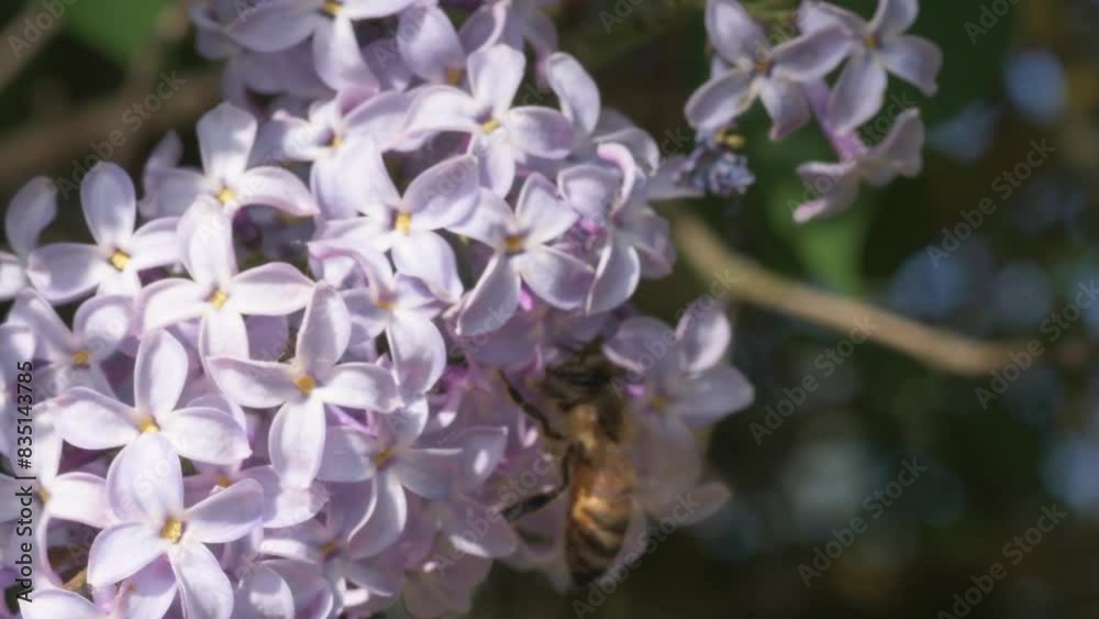 violet Persian lilac with working bee at sunny spring day. macro