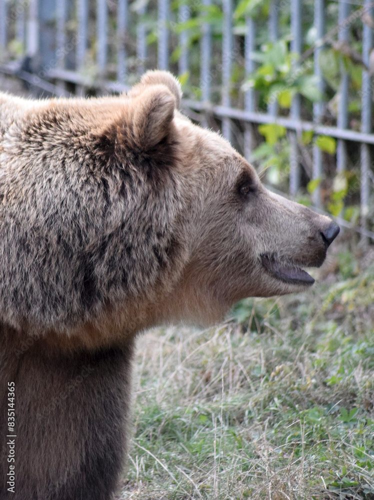 Obraz premium Braunbär