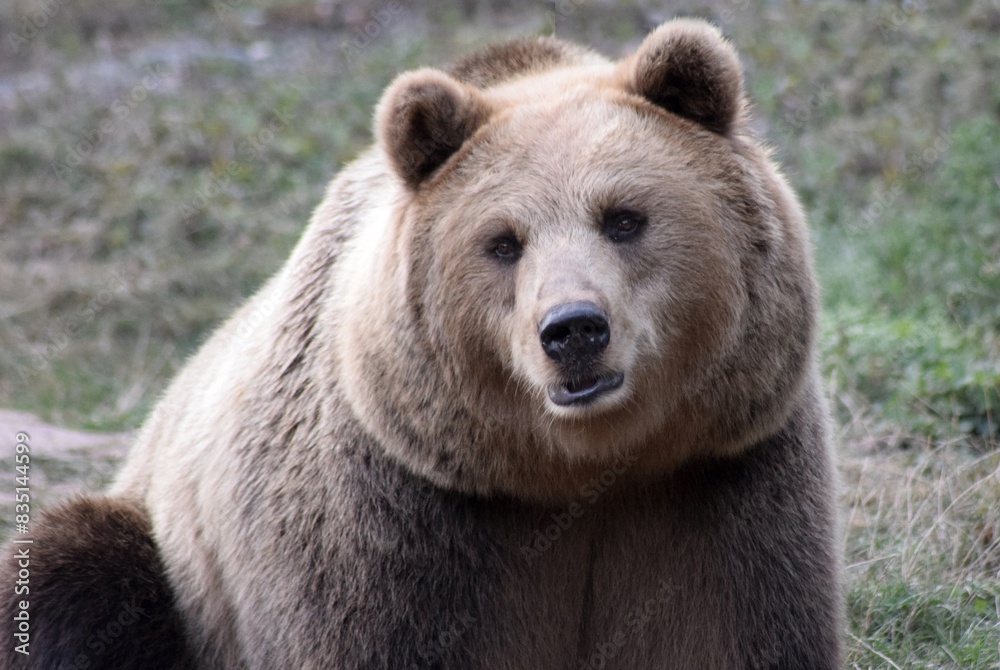 Braunbär Braunbär
