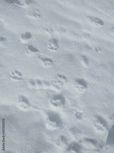 footprints in snow