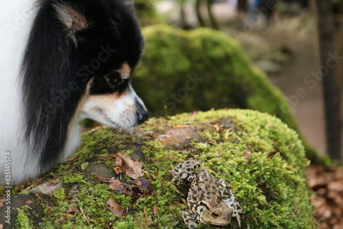 Dog and frog