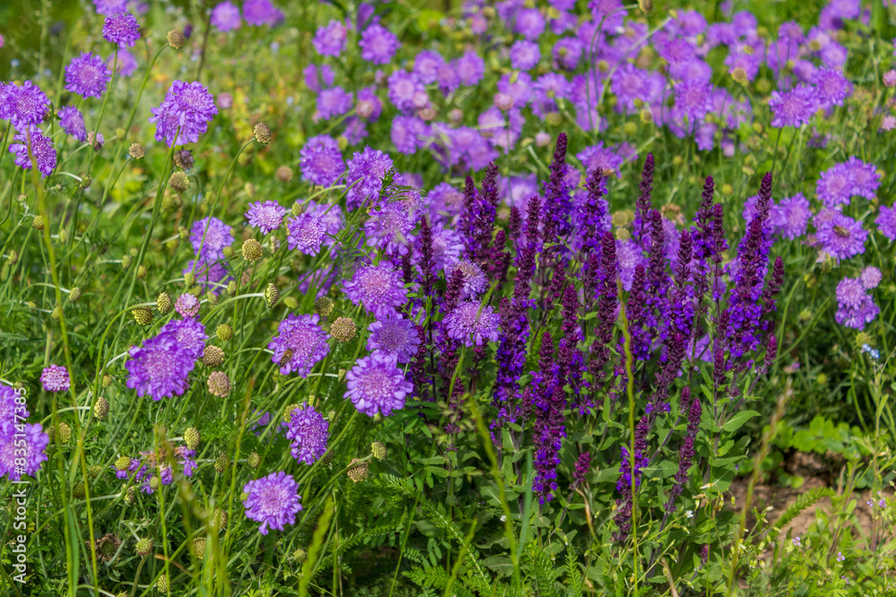 Obraz premium Natural purple flower and stone in the garden. Part of the flower in the garden