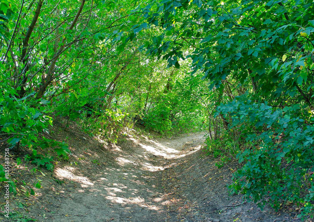 Green forest in the morning, spring in the park, path in the woods
