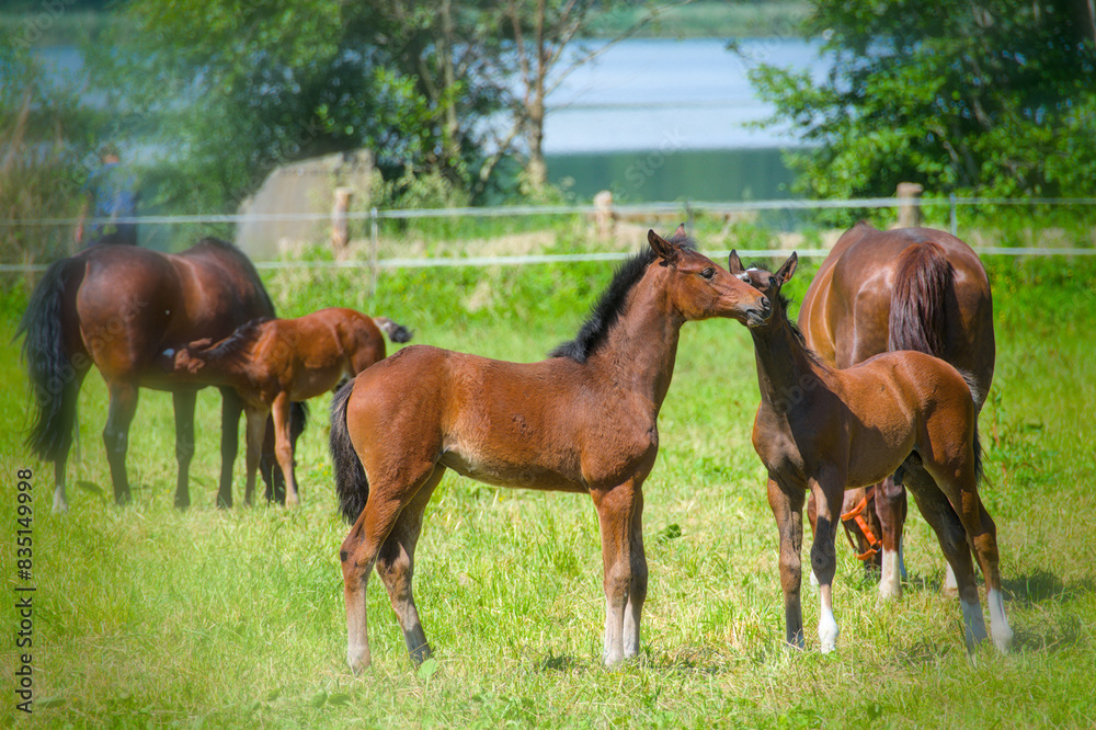 some pretty young chestnut foals are playing and running in the meadow some pretty young chestnut foals are playing and running in the meadow