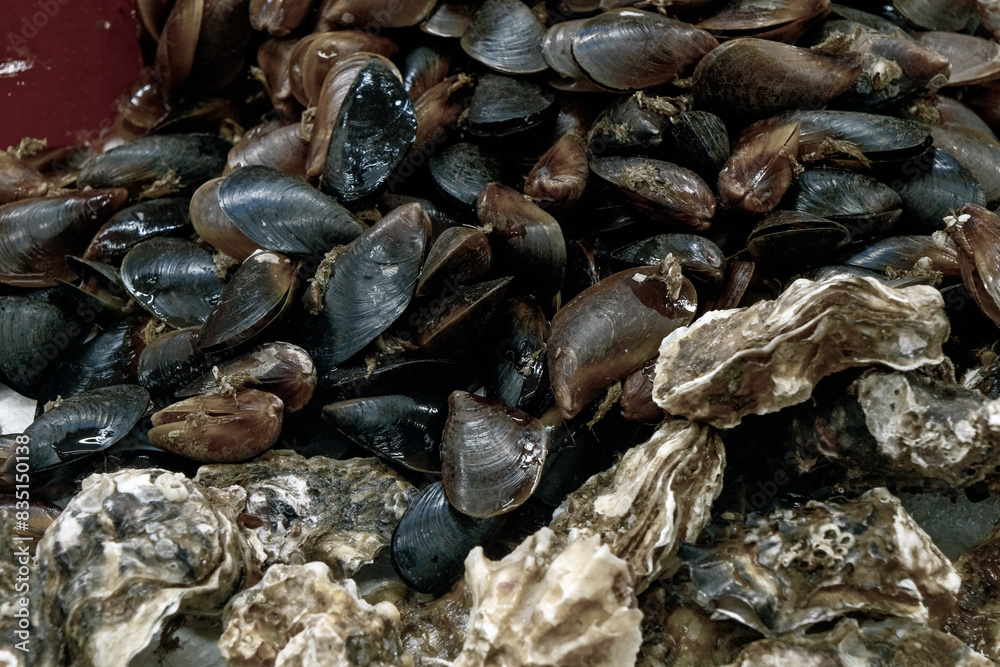 Fresh Mussels seafood on Ice Stand at Market. Close Up Fresh Mussels seafood on Ice Stand at Market. Close Up
