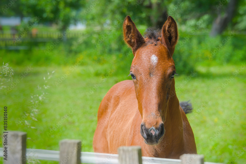 Fototapeta premium beautiful portrait of a pretty young chestnut foal