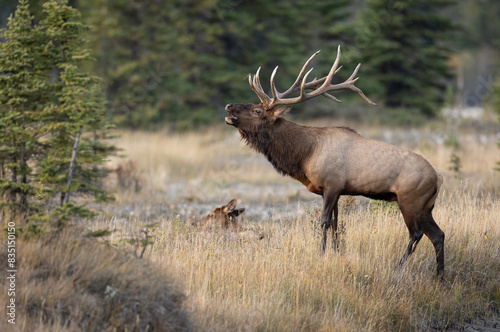 Bull elk during the rut in the Rocky Mountains. 