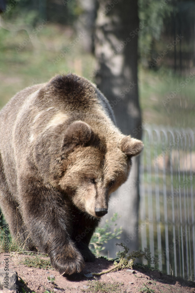 Obraz premium Braunbär